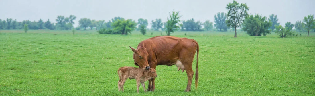 Parturition in Cow