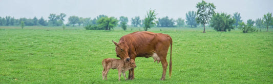 Parturition in Cow