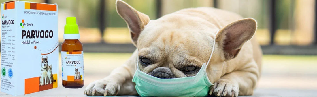 Parvovirus in Dogs