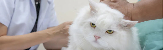 Persian Cat Disease