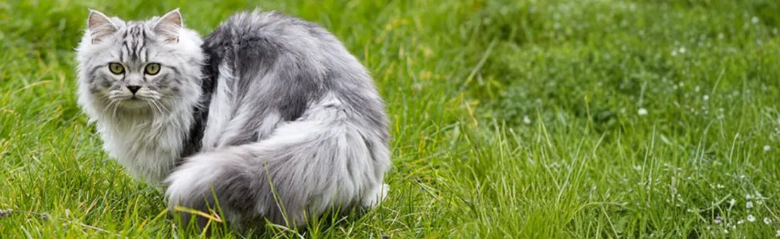 Persian Cat Skin Infection - GVP