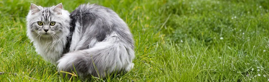 Persian Cat Skin Infection - GVP