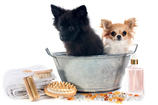 Pet Grooming Products