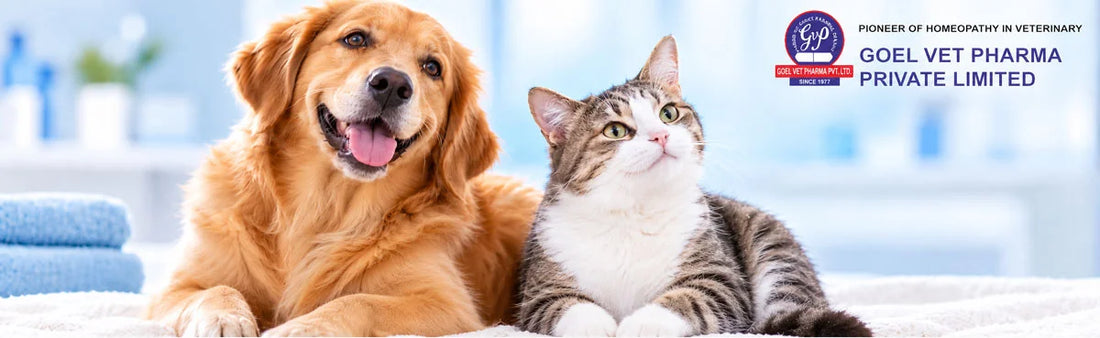 Pet Medicine for Skin Infections