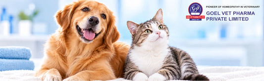 Pet Medicine for Skin Infections