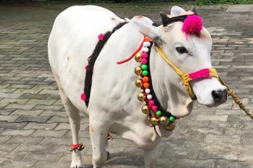 Punganur Cow Price are from Rs 1 lakh to 10 lakhs