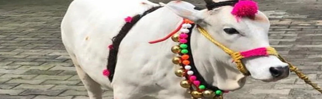 Punganur Cow