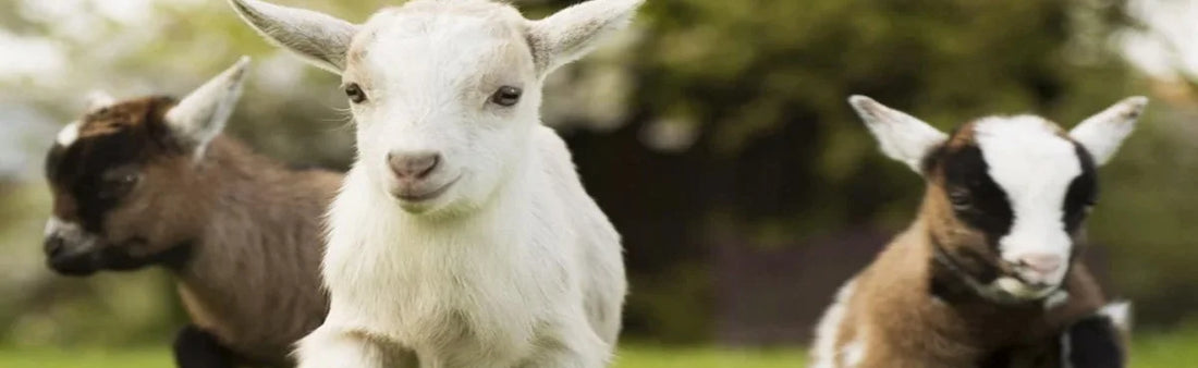 Pygmy Goats