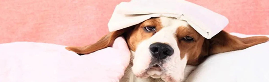 fever in dogs