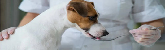 Salmon Oil for Dogs