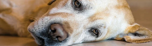 Say goodbye to epilepsy and seizures: Neuromate