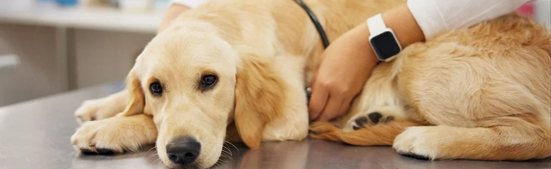 Seizure Treatments for Dogs