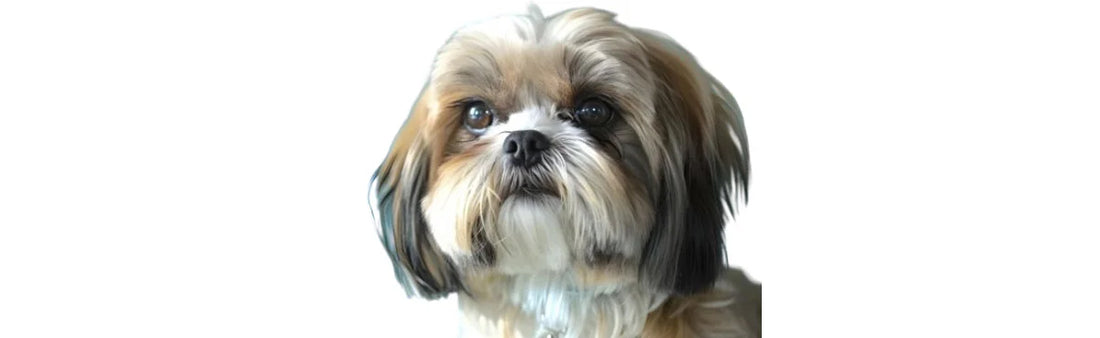 Shih Tzu Eye infections