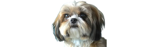 Shih Tzu Eye infections