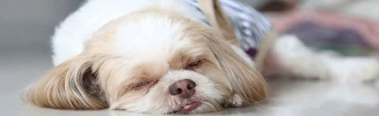 Shih Tzu Skin allergies - GVP