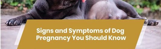 Signs and Symptoms of Dog Pregnancy
