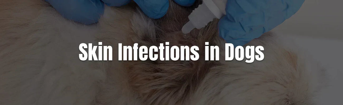 Skin Infections in Dogs