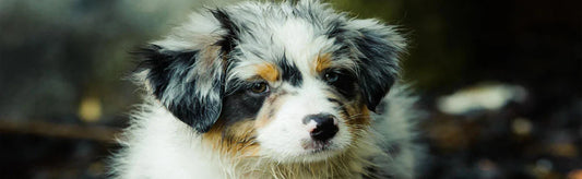 Skin & Coat for Pets