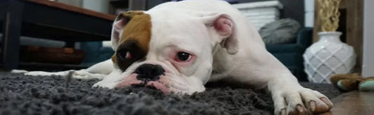 Stress Free Diwali for Pets