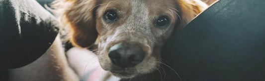 The Adventures of Paw: Understanding and Coping with Travel Anxiety in Pets