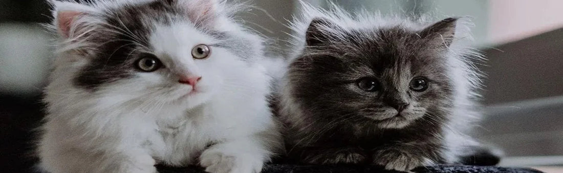 Best Cat Breeds in India