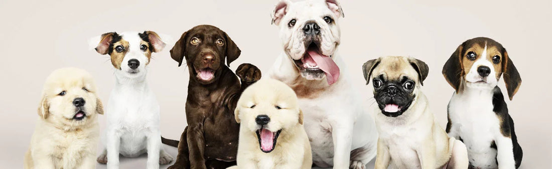 Indigestion in Pets: Symptoms