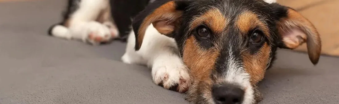 The Parvo Problem - Homeopathy For Pets