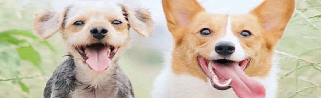 Trauma And Trumate: A Pets’ True Friend