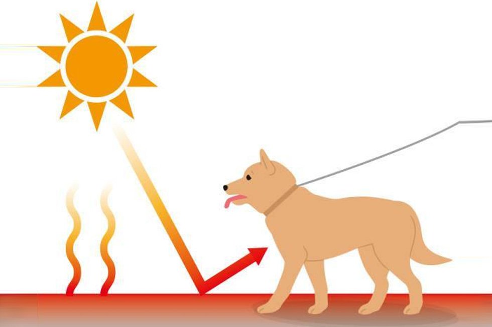 Heat Stress in Pets