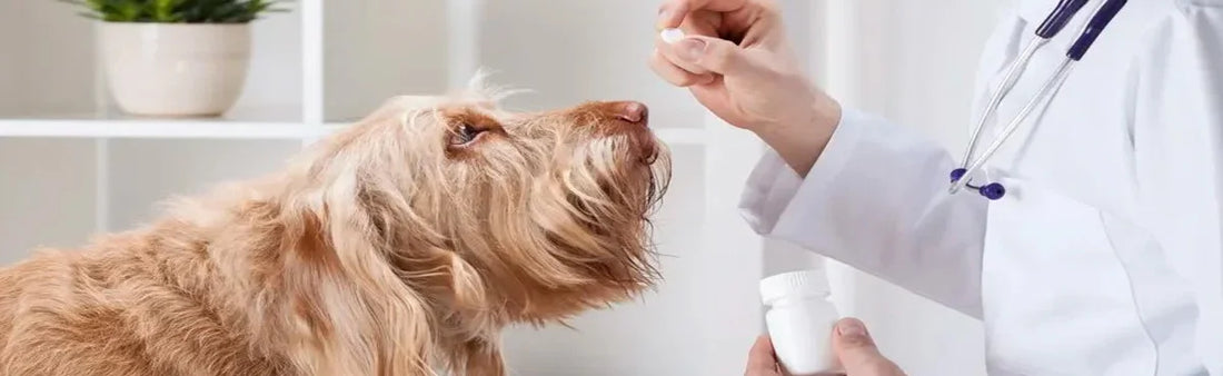 Calcium Supplements for Dogs