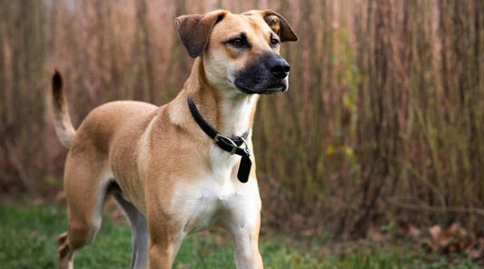 Unveiling the Charm Indian Pariah Dog Breeds You Didn't Know Existed