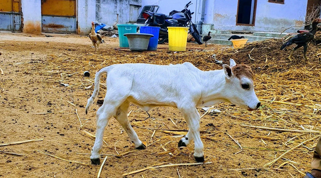 Punganur: Unveiling the Secrets of the World’s Shortest Humped Cattle