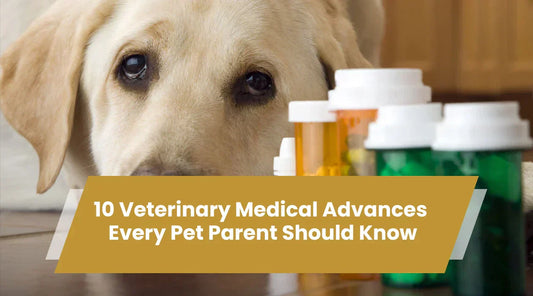 10 Veterinary Medical Advances Every Pet Parent Should Know