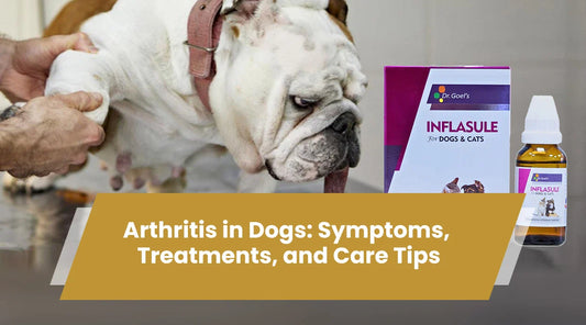 arthritis in dogs