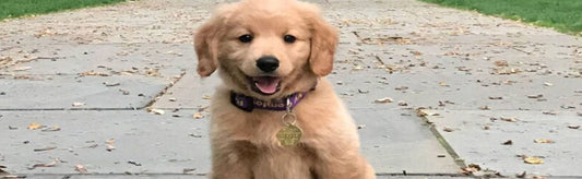 Best Short Dog Quotes