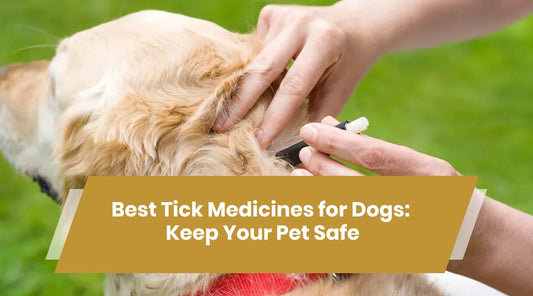 Best Tick Medicines for Dogs: Keep Your Pet Safe