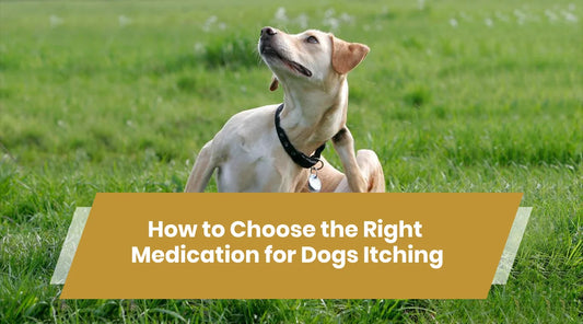 best tick medicine for dogs