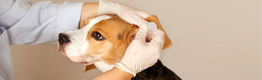 Mullien Oil for pets