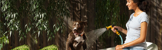 heat stress in dogs