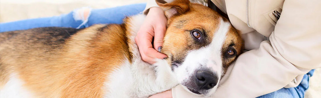 common dog sickness