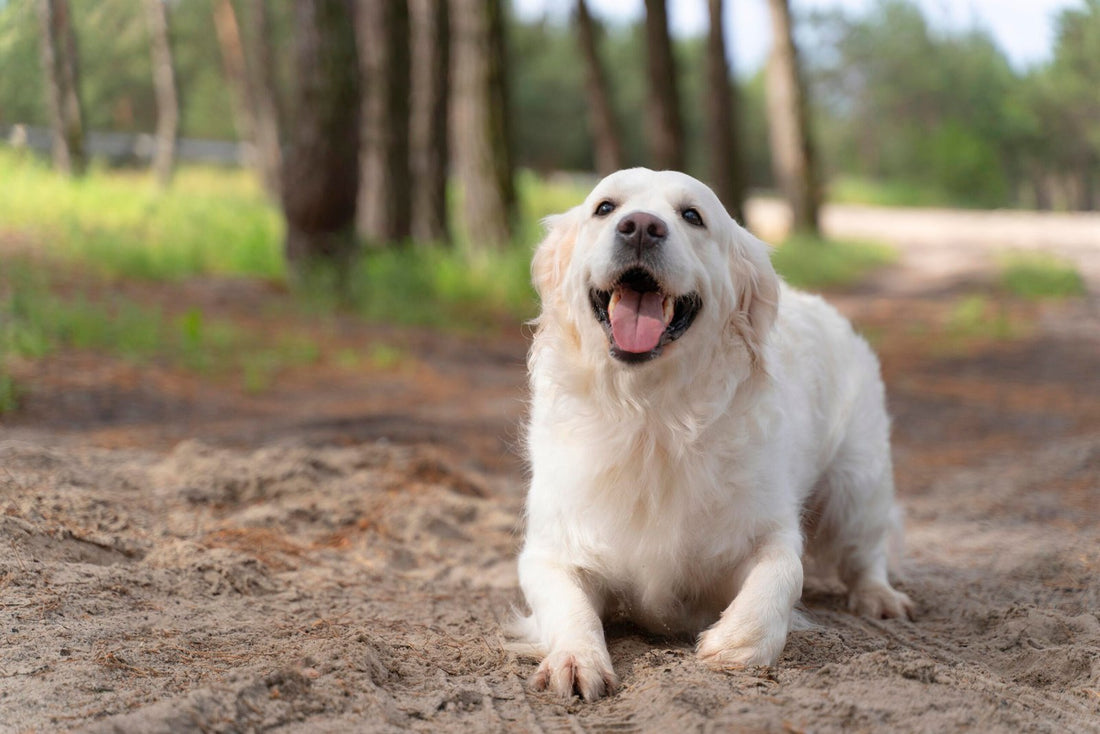 worms in pets