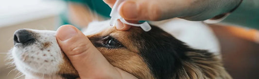 Dog Eye Infection