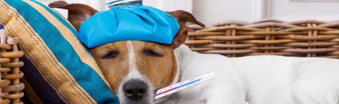 Dog Fever Medicine