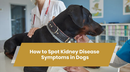 dog kidney disease symptoms