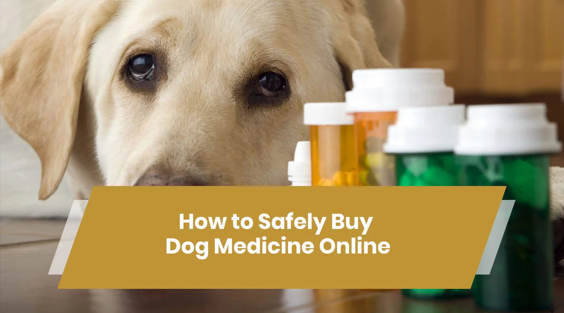 dog medicine online