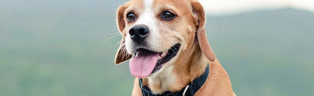 Is My Dog Pregnant Without Breeding? – A Short Faq Guide On Pseudo-Pregnancy