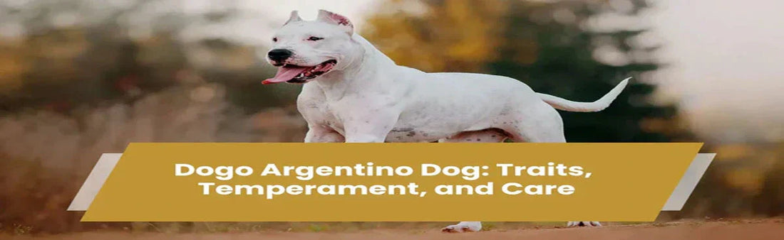 Dogo Argentino Dog: Traits, Temperament, and Care