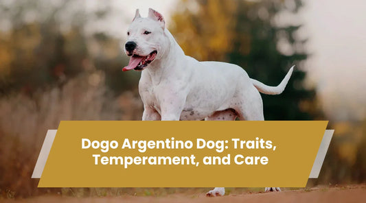 dogo argentino dog