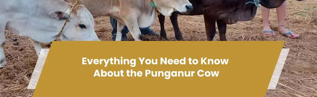 Punganur Cow