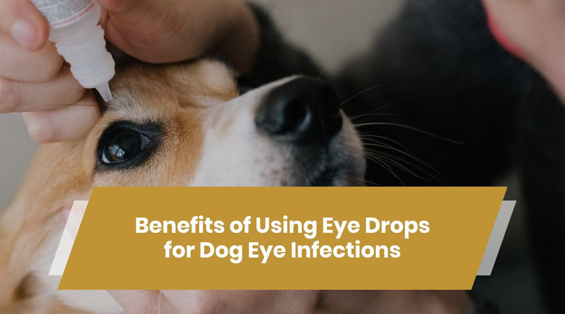 eye drops for dogs